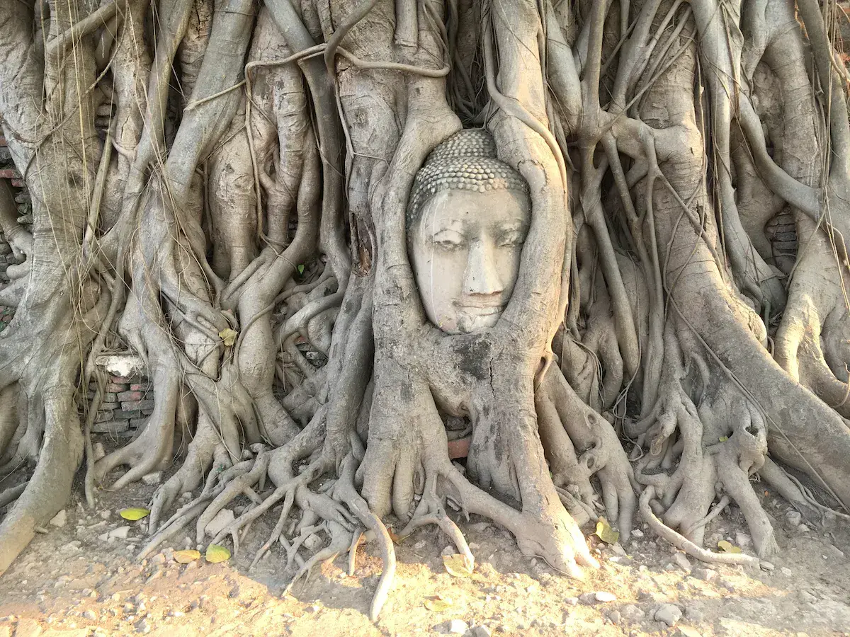 Cabeza de Buda en piedra entre las raíces de un árbol gigante en Tailandia