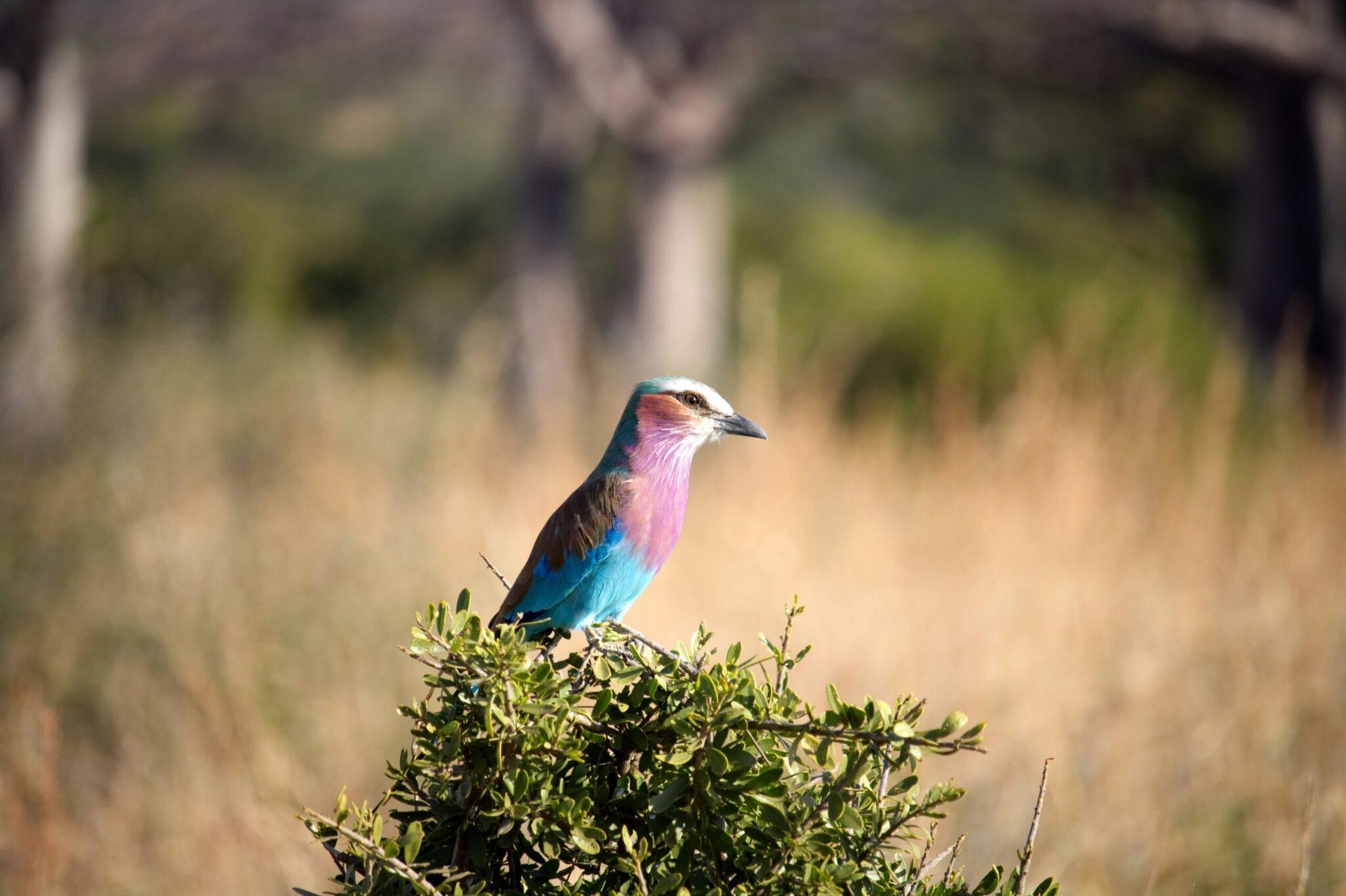 Un pájaro de plumas rosa y azul intenso posado en un arbusto en un paisaje árido