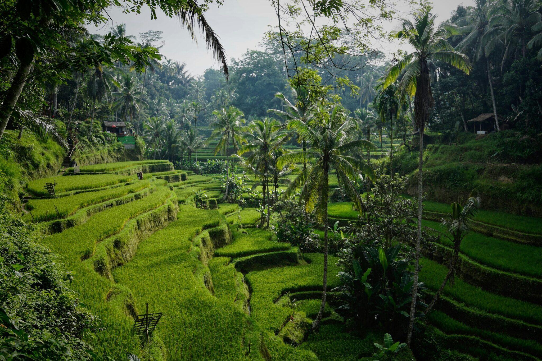 Terrazze di riso a gradoni verdeggianti con palme in una rigogliosa valle tropicale