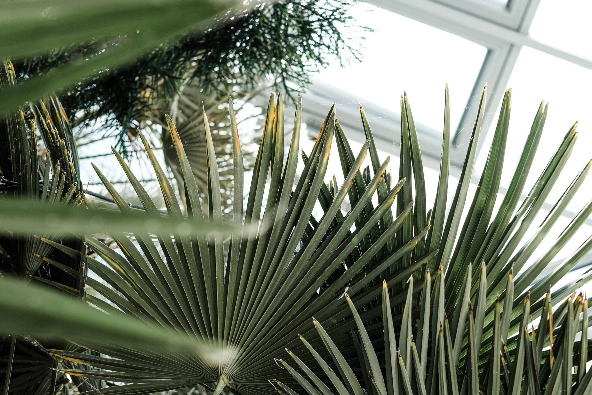 Hojas de palmera de un verde intenso en un invernadero o jardín botánico con vistas al cielo despejado