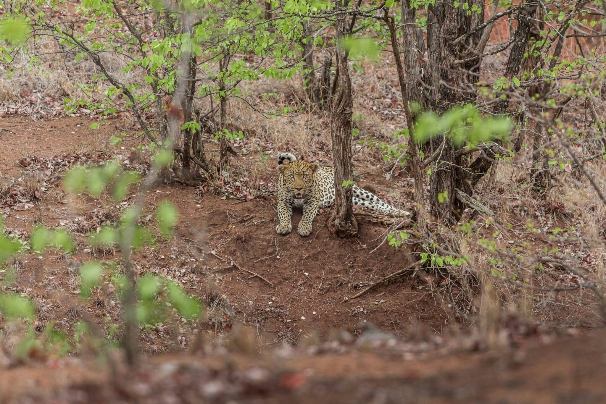 Ein gefleckter Leopard läuft auf einem Erdpfad durch einen dichten Wald in Südafrika