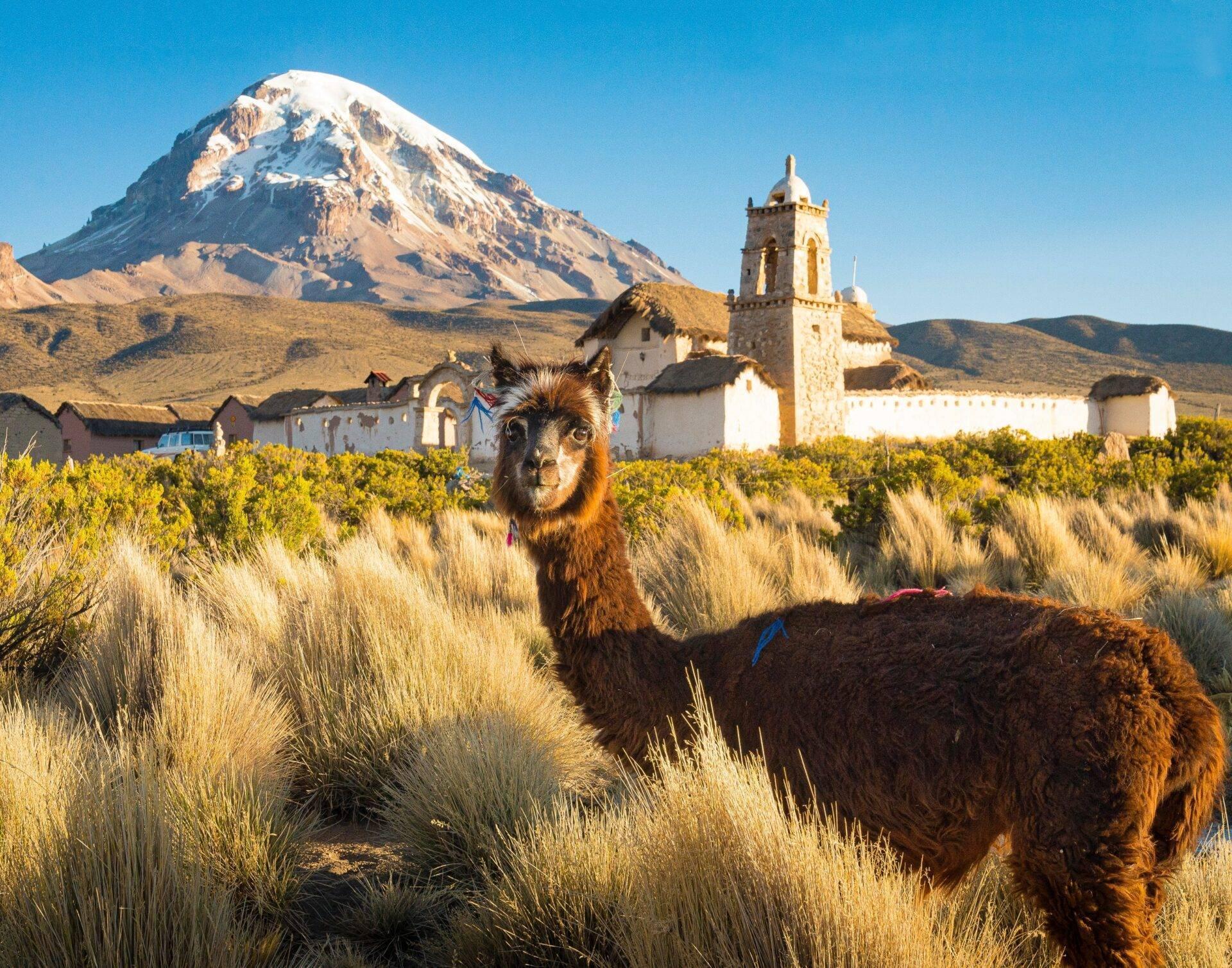 Un lama marrone sugli altopiani andini di fronte a una chiesa coloniale bianca e un vulcano innevato