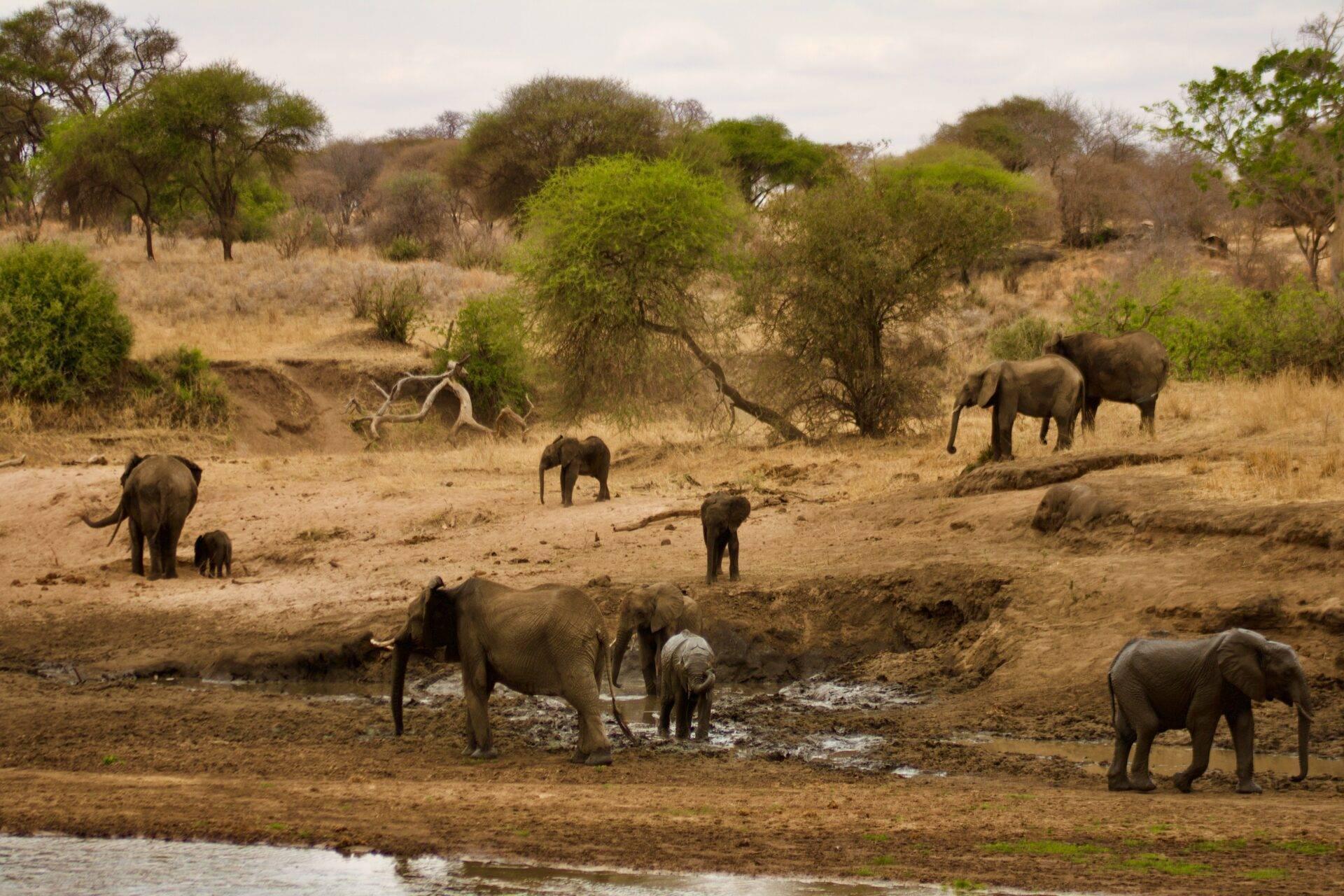 Eine Elefantenherde trinkt an einer Wasserstelle in einer trockenen Savanne mit Akazien