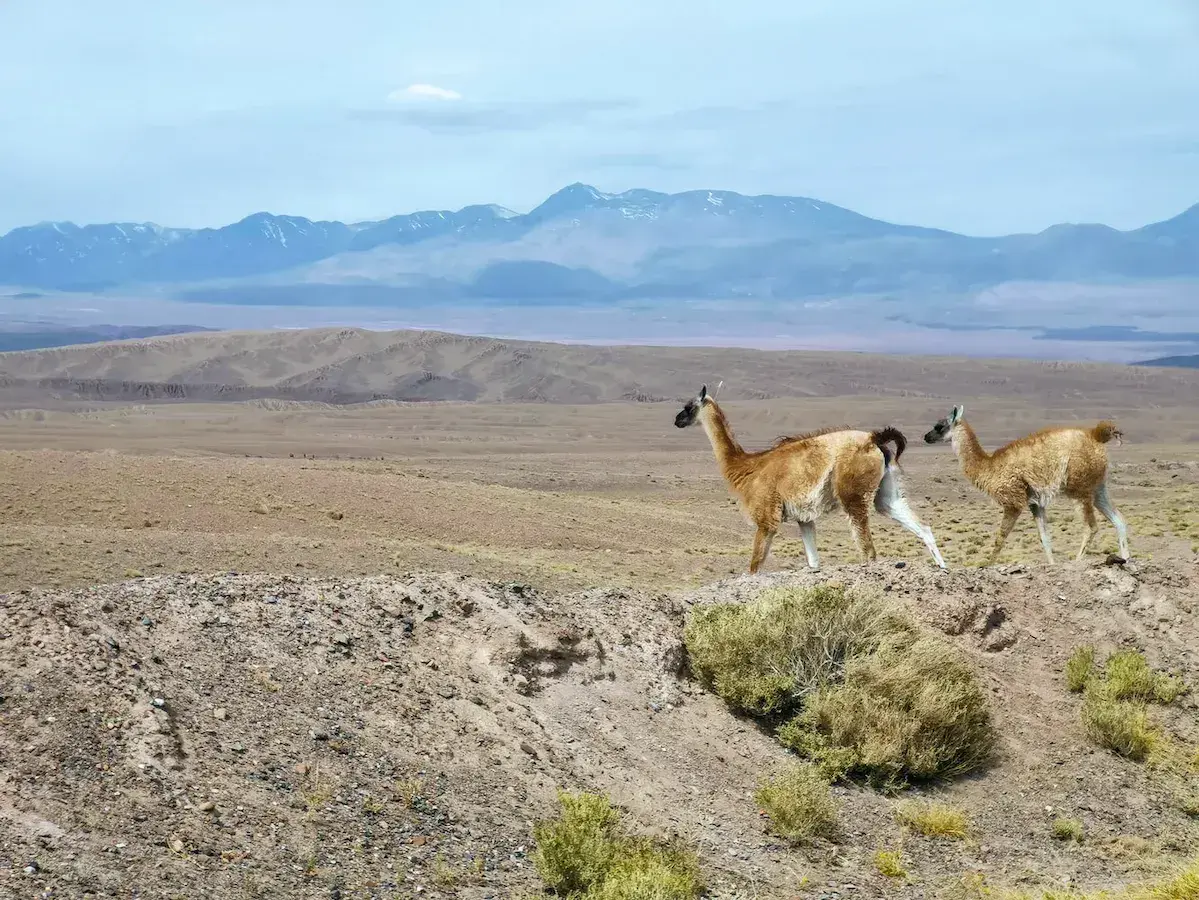 Dos guanacos cruzando una llanura árida con montañas nevadas al fondo