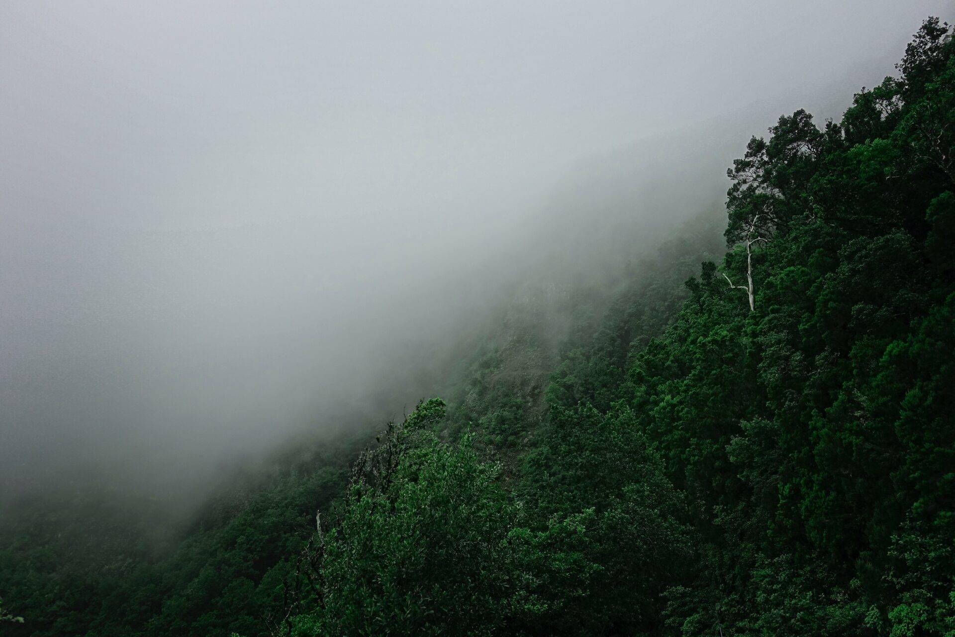 Una foresta di montagna densa avvolta nella nebbia e tra nuvole fitte, che crea un’atmosfera misteriosa
