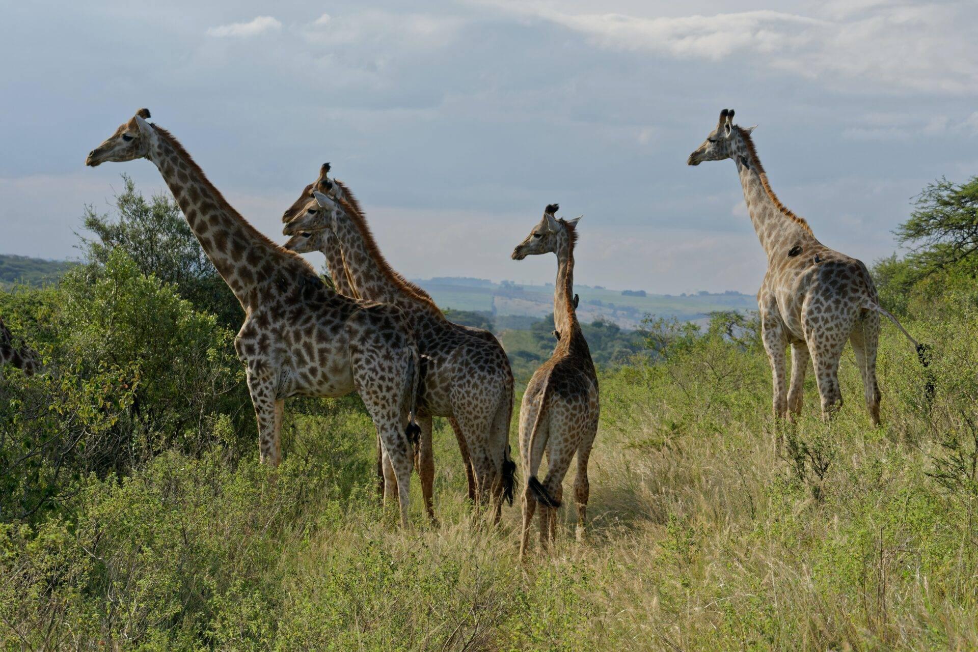 Un grupo de jirafas en la sabana verde de África Central con paisaje ondulado al fondo