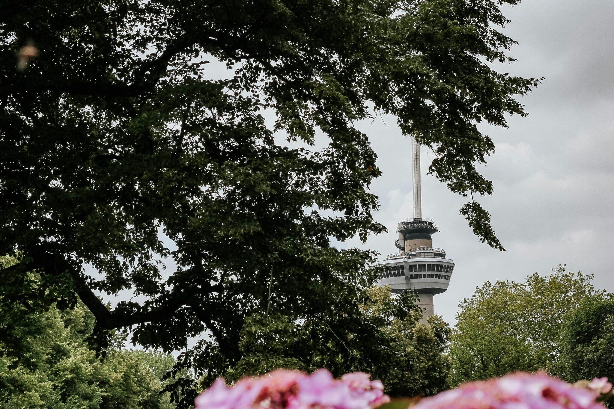 Moderner Aussichtsturm eingerahmt von dichtem Blätterdach und rosa Blüten im Vordergrund