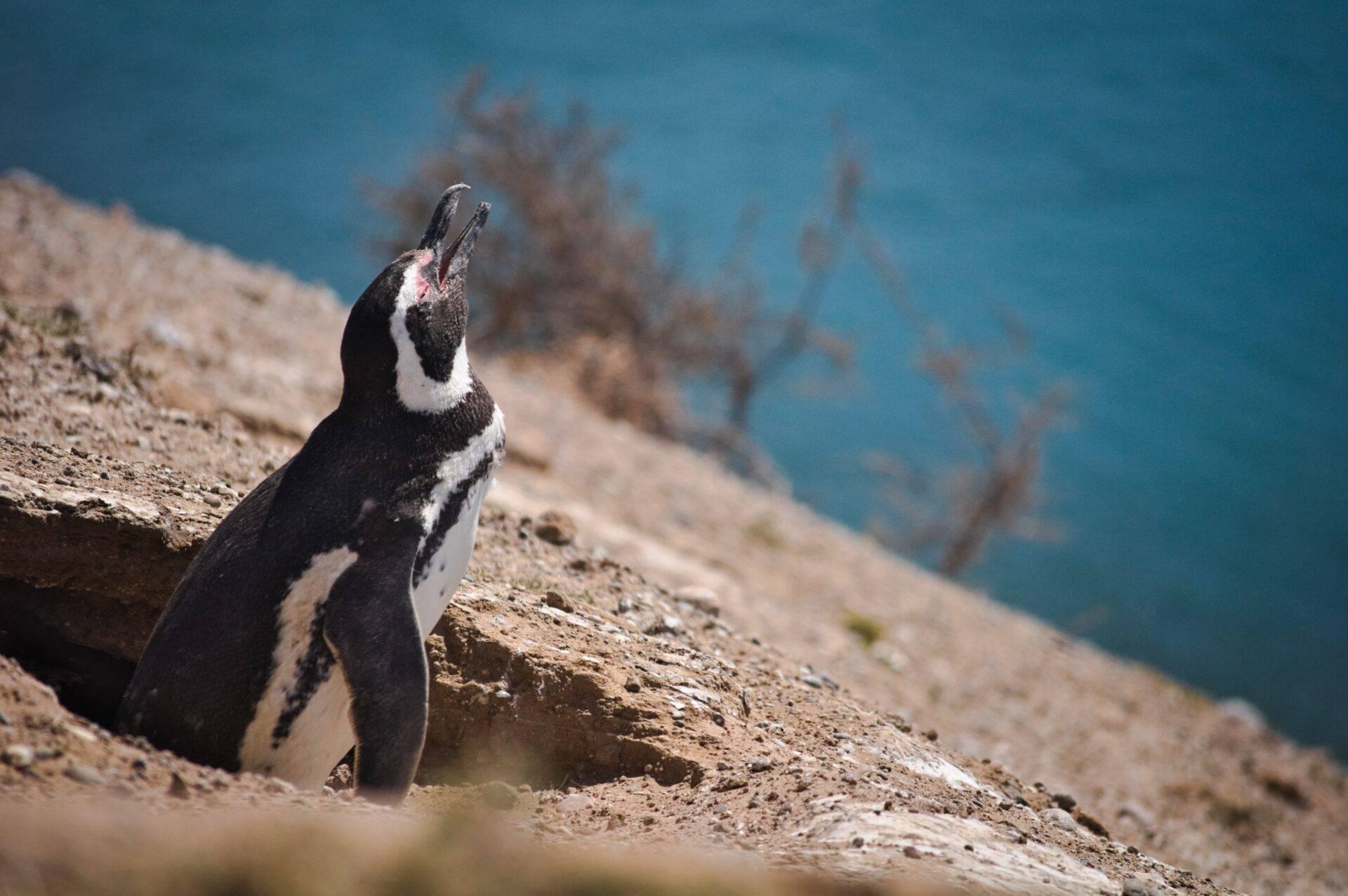 Un pinguino dal piumaggio bianco e nero su rocce affacciate sull’oceano blu