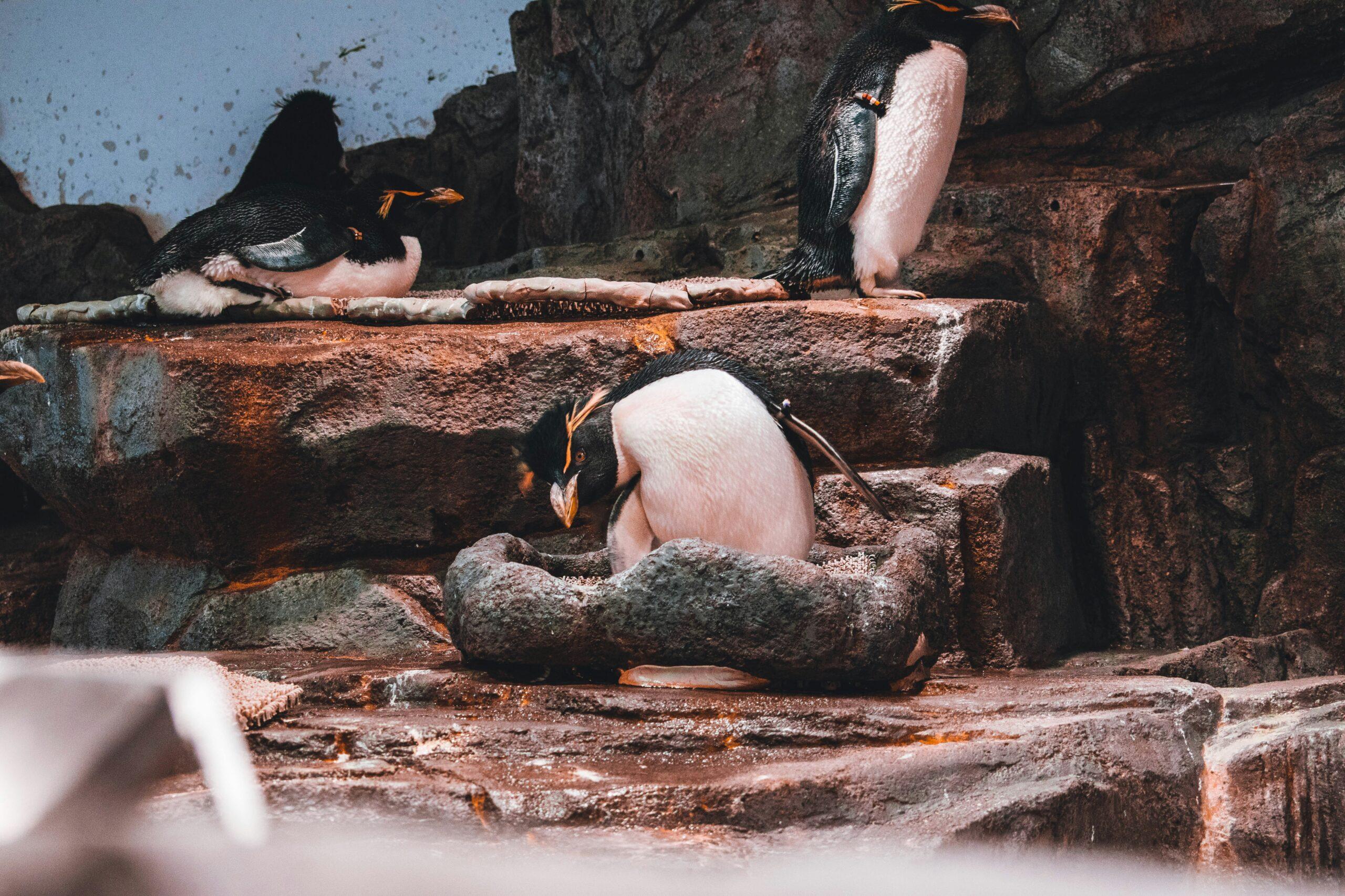 Tre pinguini dal piumaggio bianco e nero in posa su rocce in un ambiente rupestre