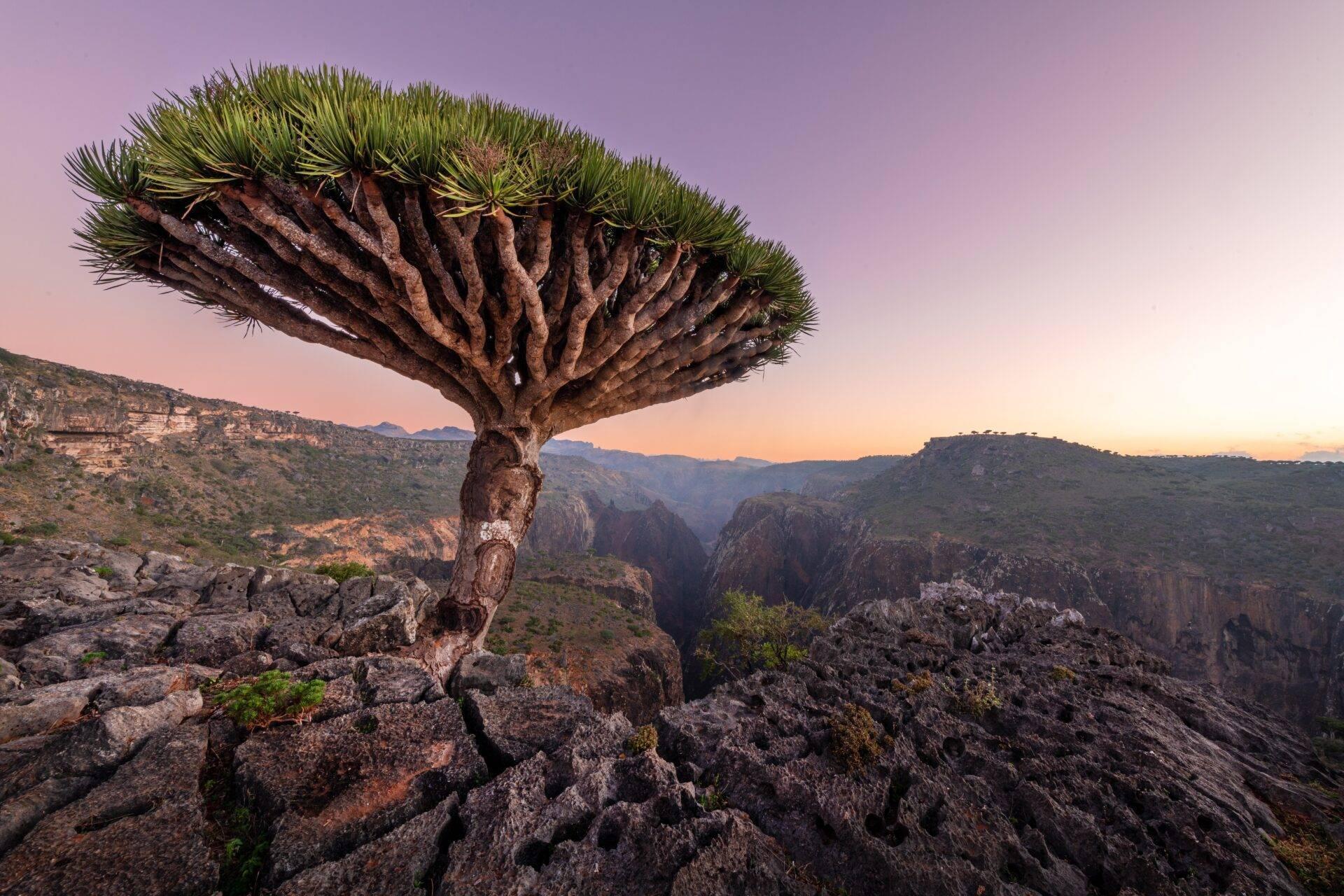 Un árbol dragón con ramas extendidas domina un cañón rocoso de acantilados espectaculares al atardecer