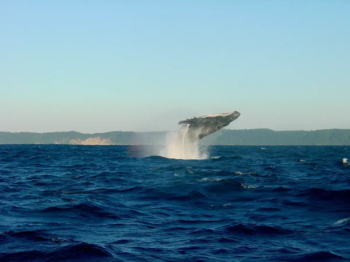 Una ballena jorobada da un salto espectacular fuera del agua en una bahía costera con acantilados boscosos al fondo