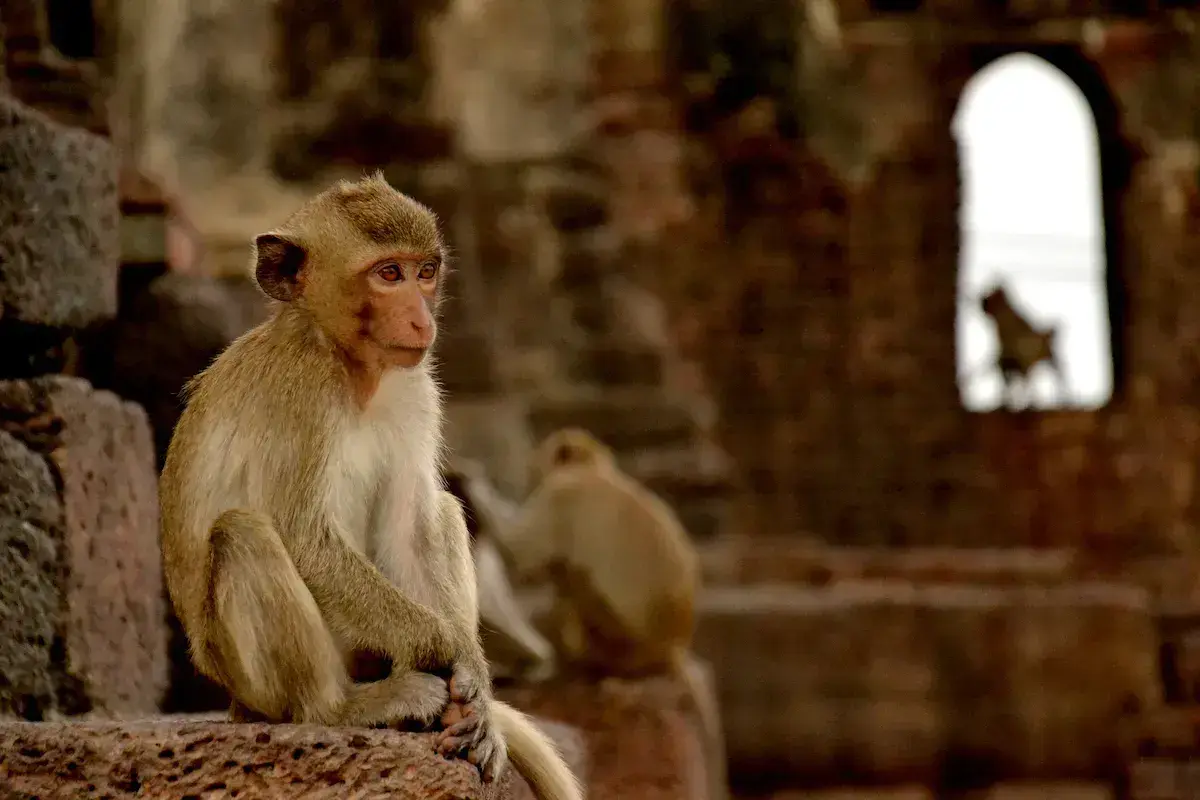 Un mono joven sentado en las ruinas de un antiguo templo de piedra, con otros primates al fondo