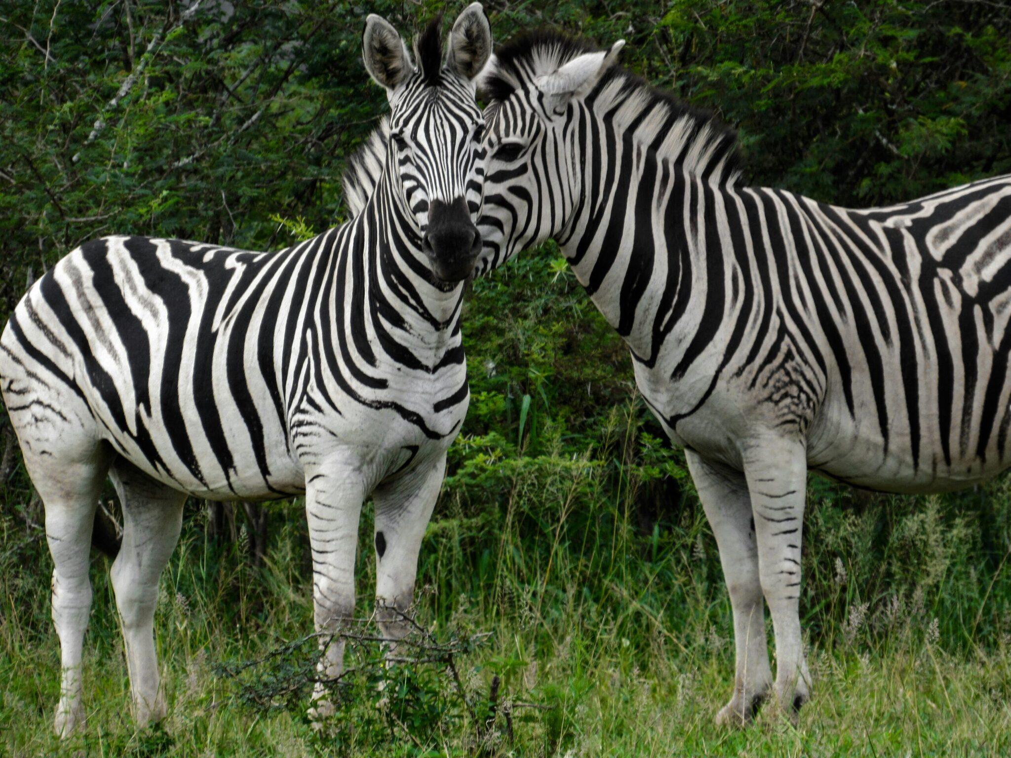 Zwei Zebras stehen sich gegenüber in der afrikanischen Savanne mit grüner Vegetation im Hintergrund