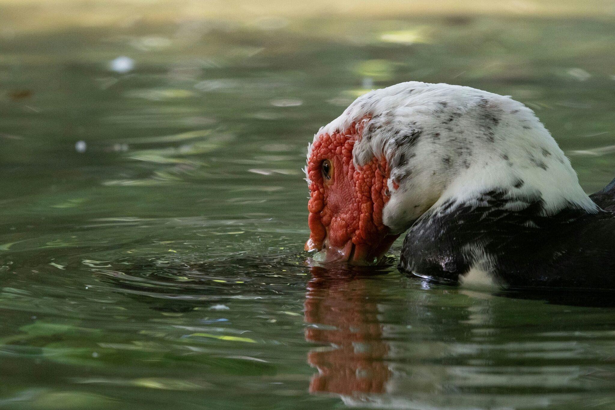 Ein Weißkopfseeadler mit weißem und schwarzem Gefieder trinkt aus grünem Wasser, Profilporträt