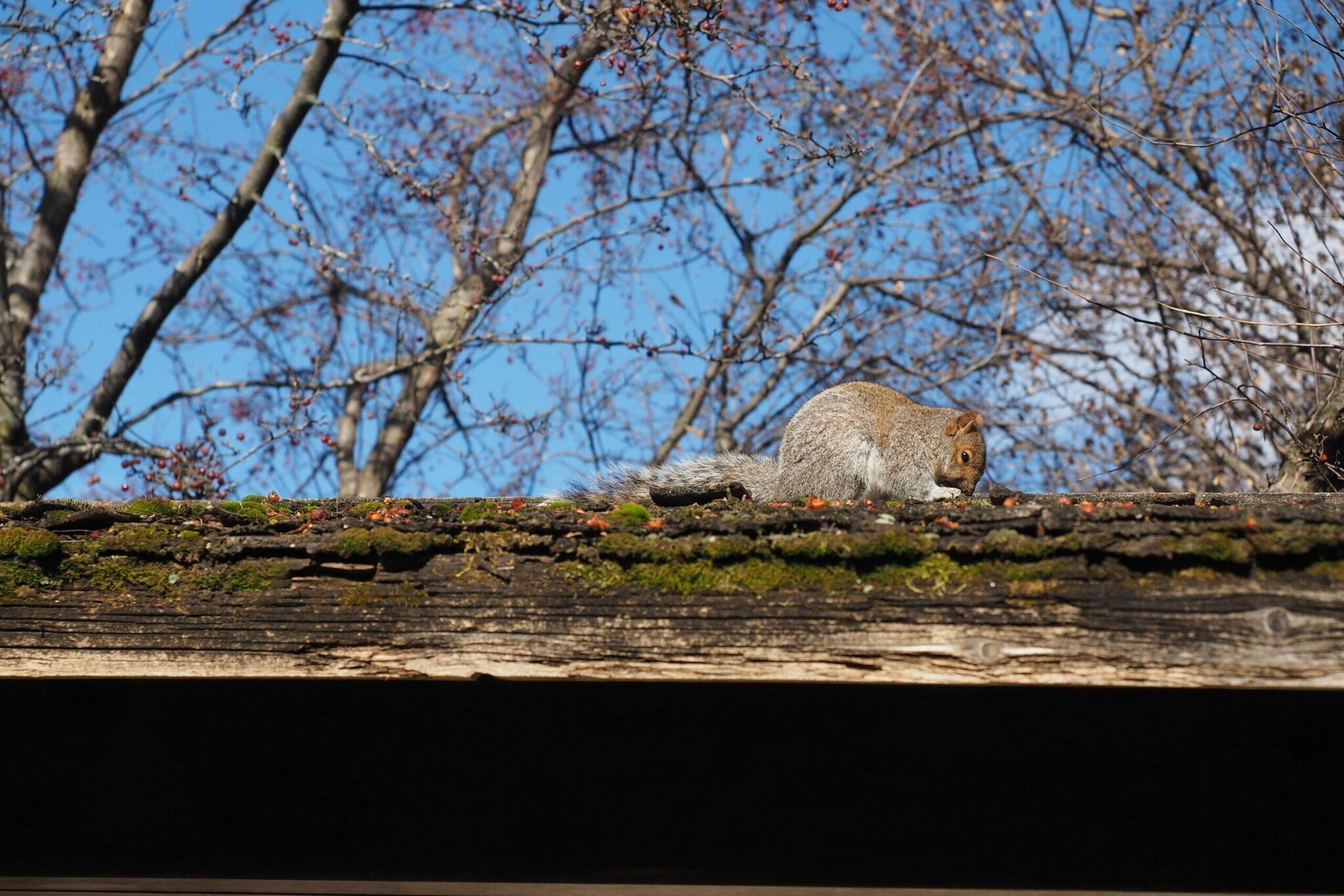 Graues Eichhörnchen auf einem bemoosten Ast mit kahlen Bäumen und blauem Himmel im Hintergrund