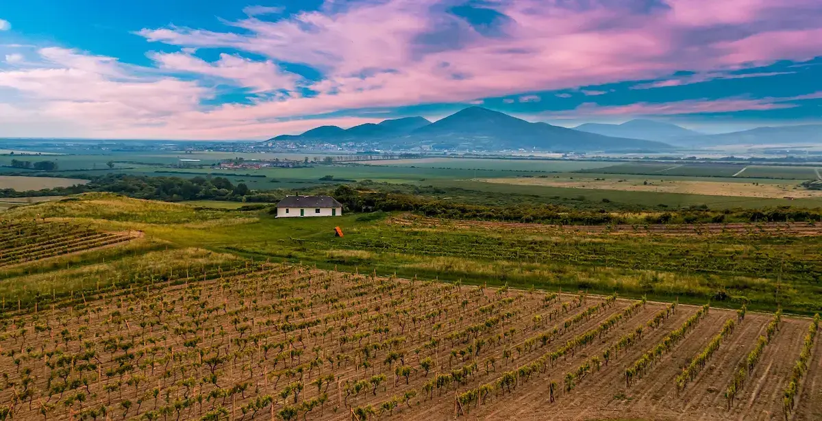 Viñedos en terrazas con casa blanca y montaña al fondo bajo un cielo nublado y colorido