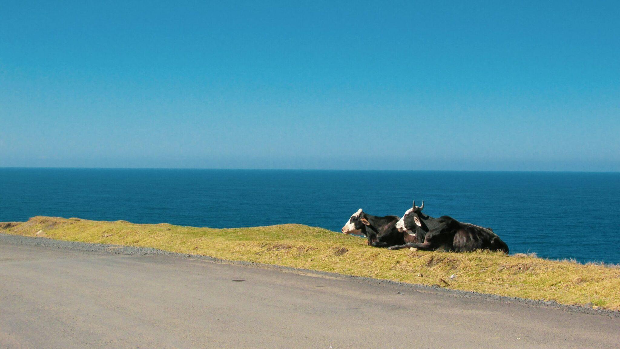 Dos cabras descansan en una costa rocosa y herbosa que domina el océano azul turquesa