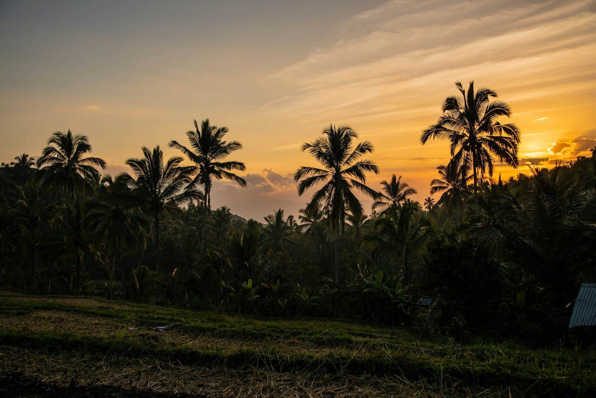 Tropischer Sonnenuntergang über einer grünen Landschaft mit Palmen in einer indonesischen Region