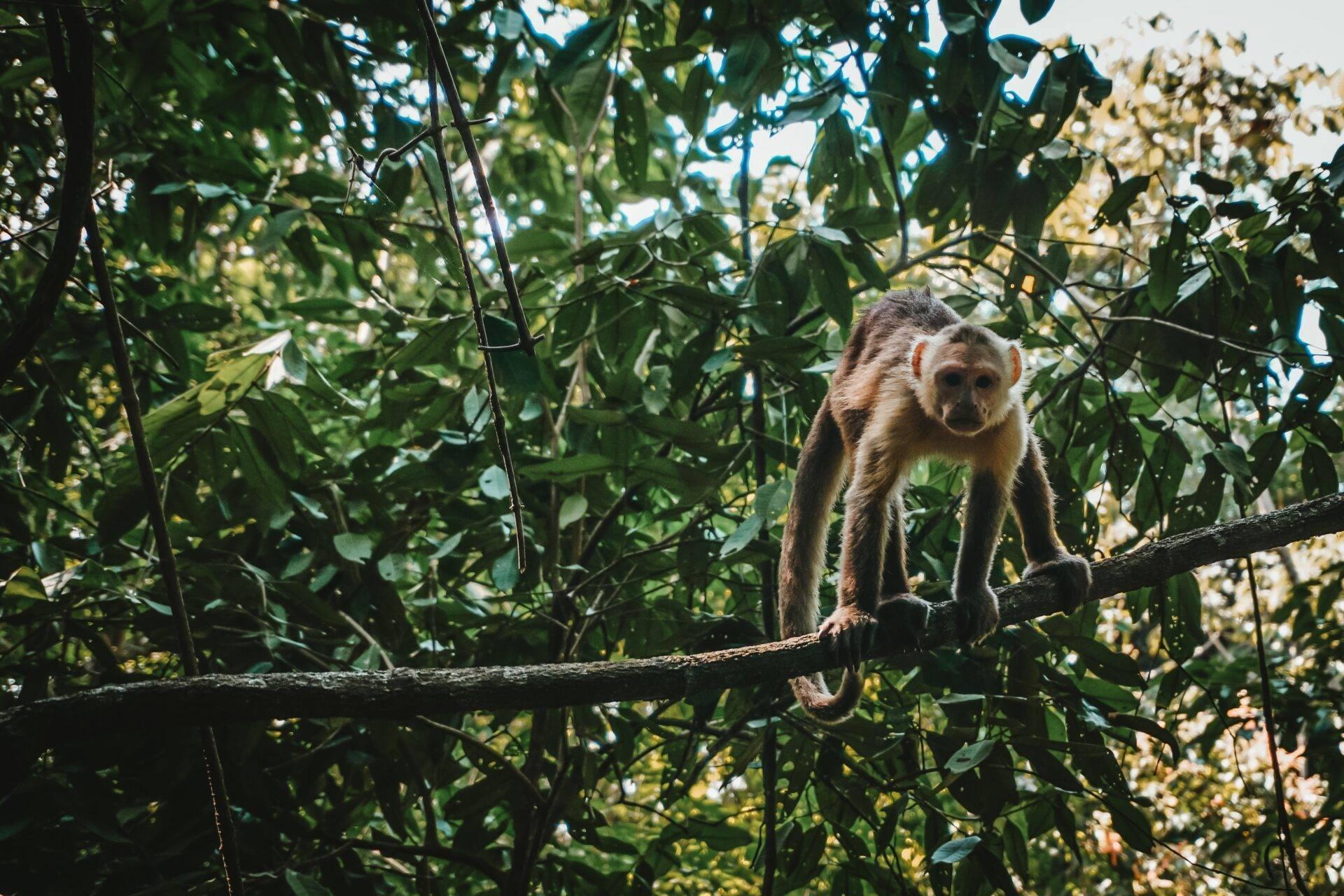 Un mono capuchino posado en una rama en el dosel de una densa selva tropical