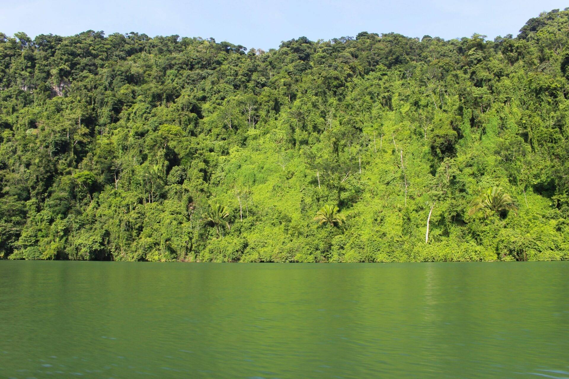 Dichter tropischer Regenwald entlang eines ruhigen grünen Sees mit üppiger Vegetation