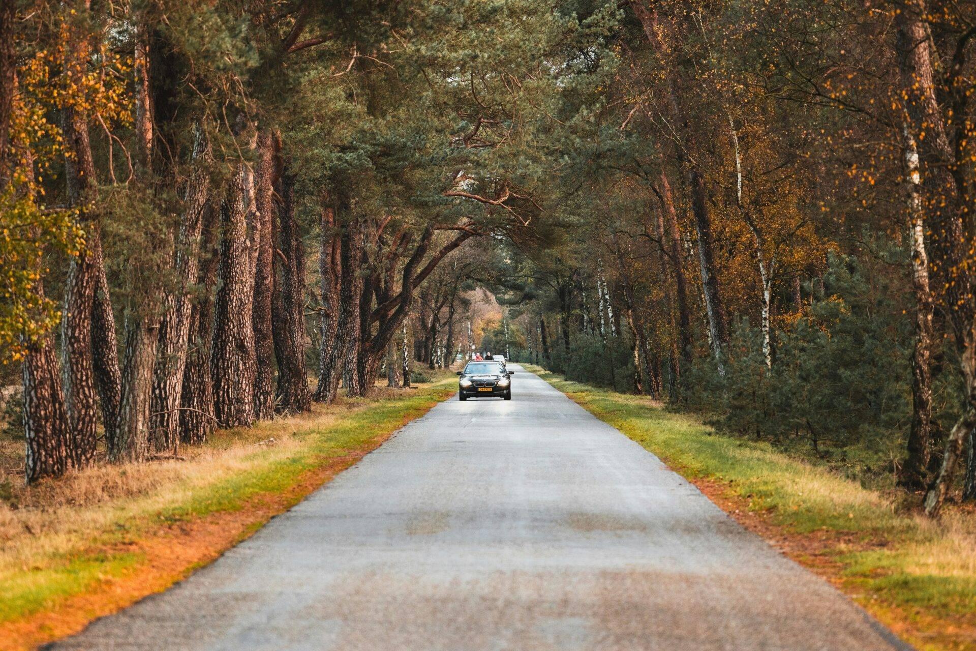 Eine von mächtigen Bäumen gesäumte Allee mit einem Fahrzeug in der Ferne, typisch für niederländische Landstraßen im Herbst