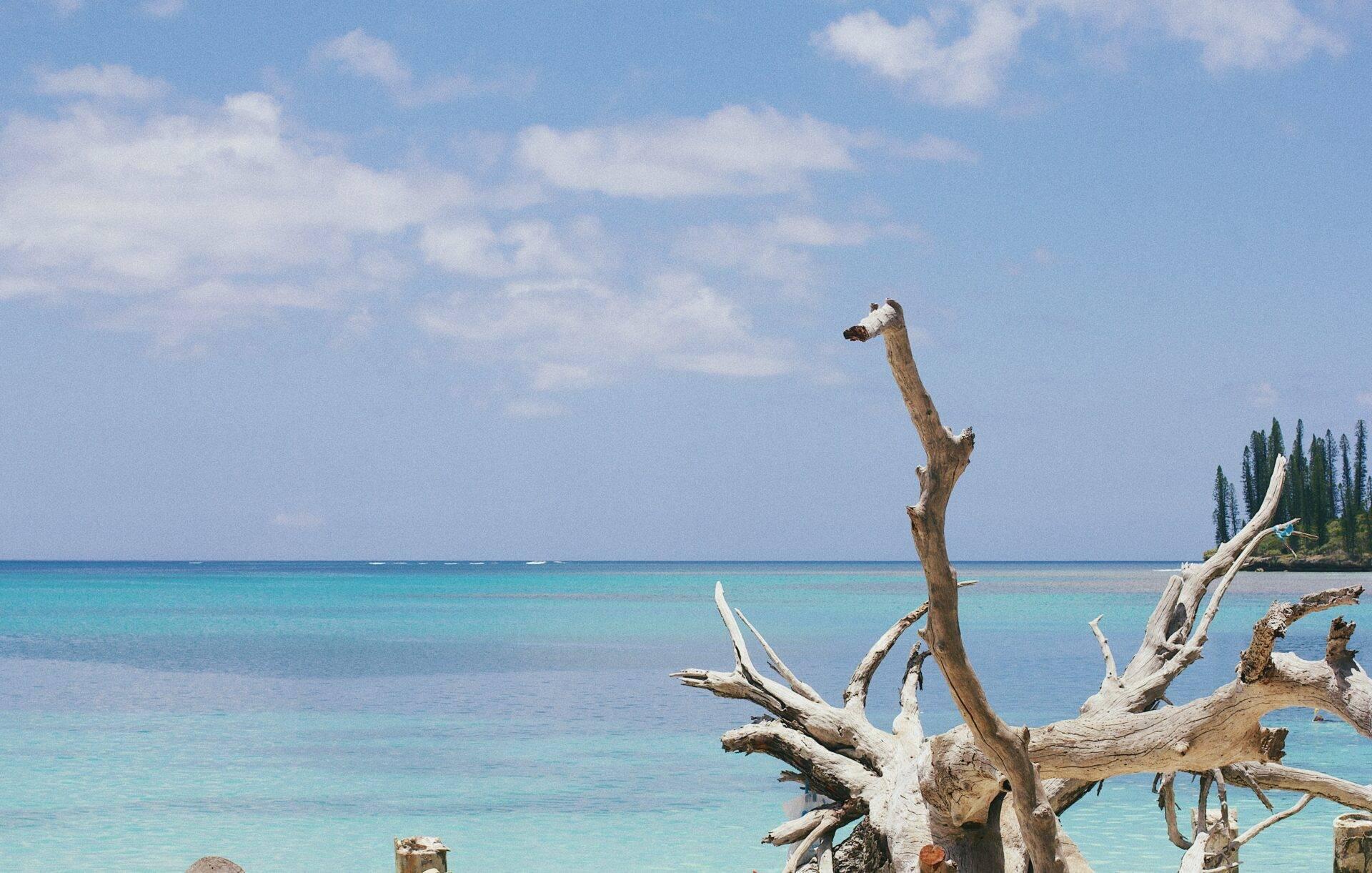 Ein gebleichter Baumstamm vor einem türkisblauen Meer mit Kiefern im Hintergrund unter leicht bewölktem Himmel