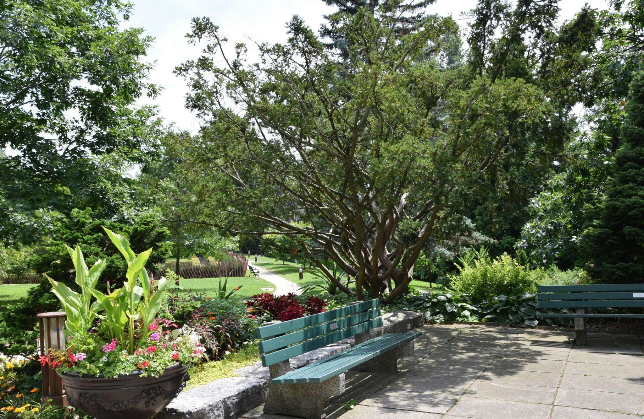 Un parco verdeggiante con un grande albero maestoso, panchine turchesi e giardini fioriti in estate