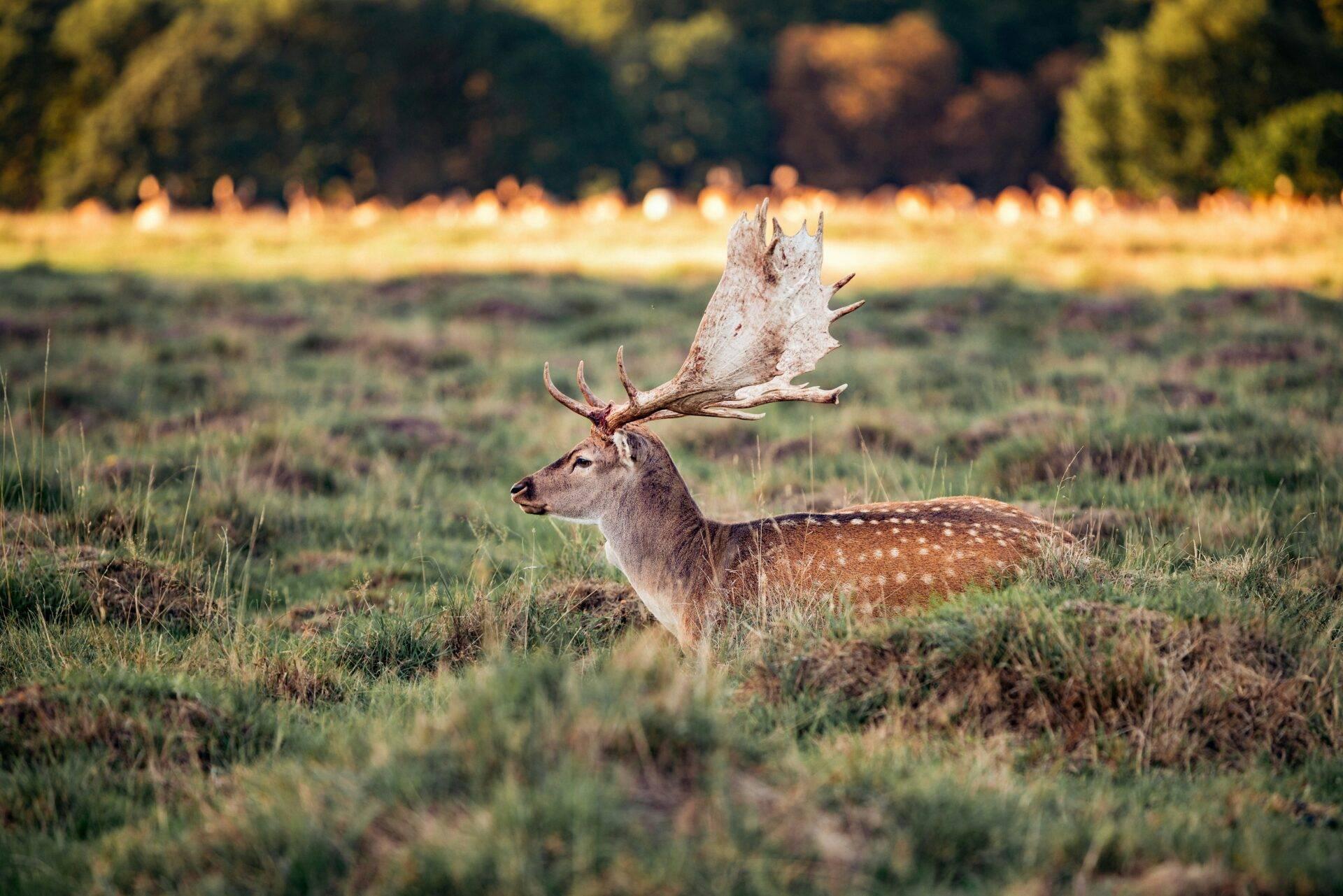Un cervo dalle corna maestose in una radura erbosa con la foresta sullo sfondo
