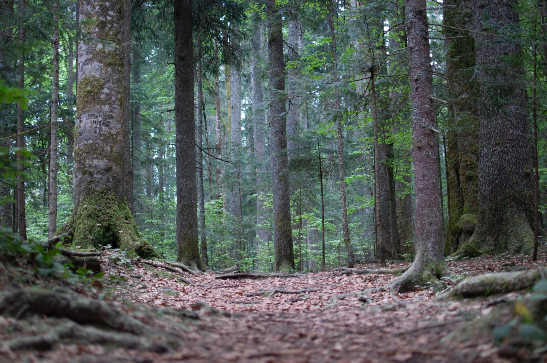 Dichter Nadelwald mit bemoosten Stämmen, laubbedecktem Boden und gefallenen Baumstämmen, wilde und ursprüngliche Atmosphäre