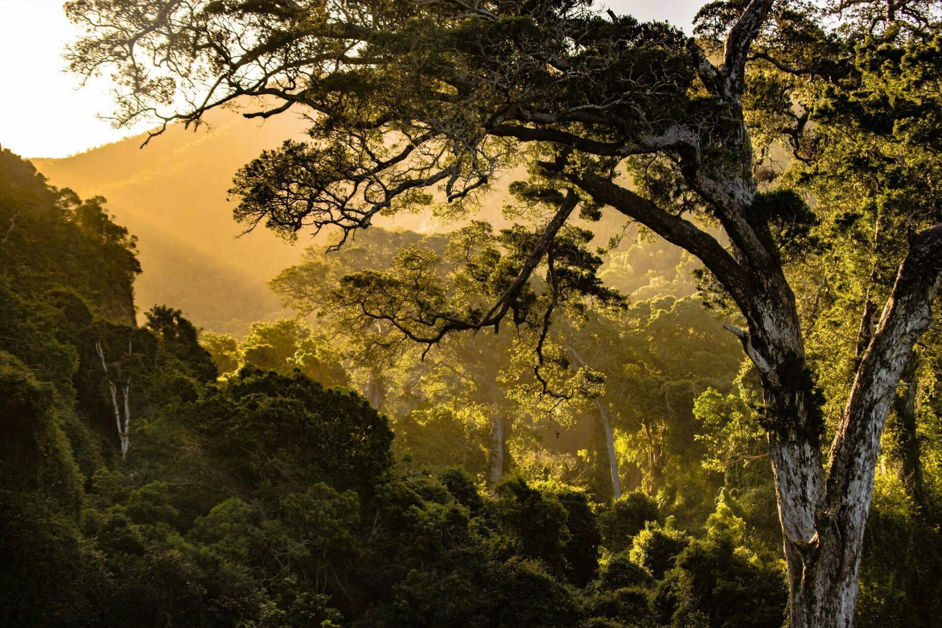 Une forêt tropicale dense baignée de lumière dorée avec un grand arbre au premier plan et des montagnes brumeuses en arrière-plan