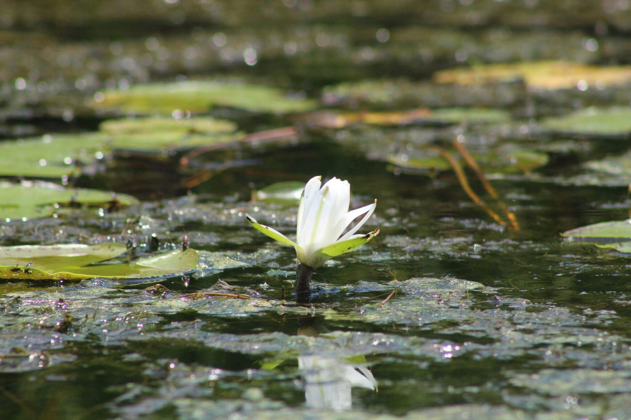 Un fiore di ninfea bianco in piena fioritura su uno specchio d’acqua con foglie verdi e riflessi