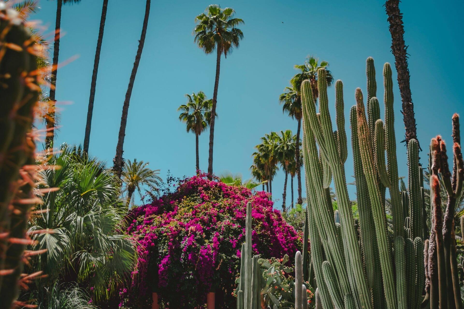 Un giardino botanico mediterraneo con cactus giganti, palme slanciante, bouganville rosa e cielo blu intenso