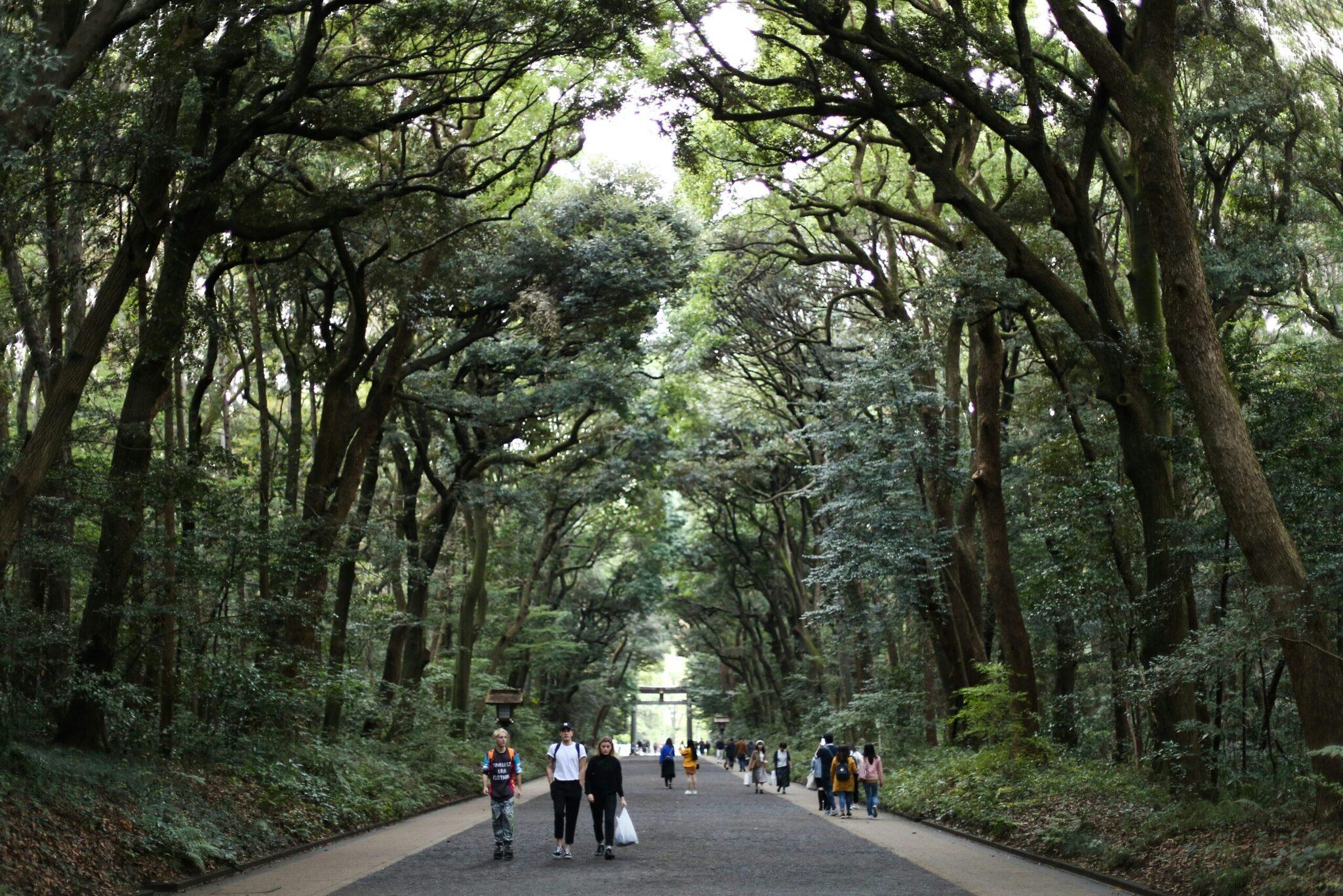 Un sendero forestal sombreado bordeado de grandes árboles con visitantes paseando