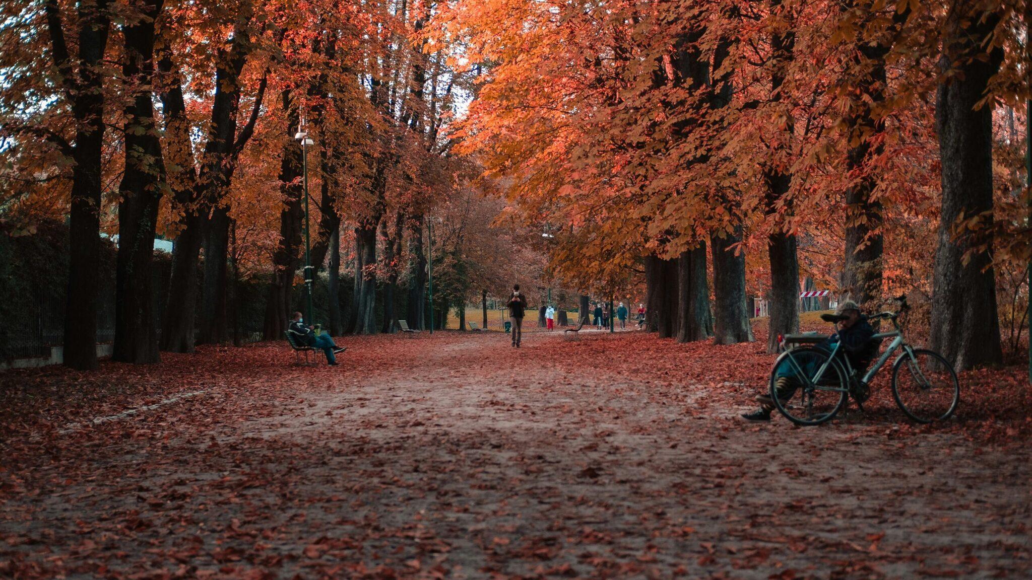 Eine herbstliche Baumallee mit großen Bäumen in Rot- und Orangetönen, einige Spaziergänger und ein Radfahrer