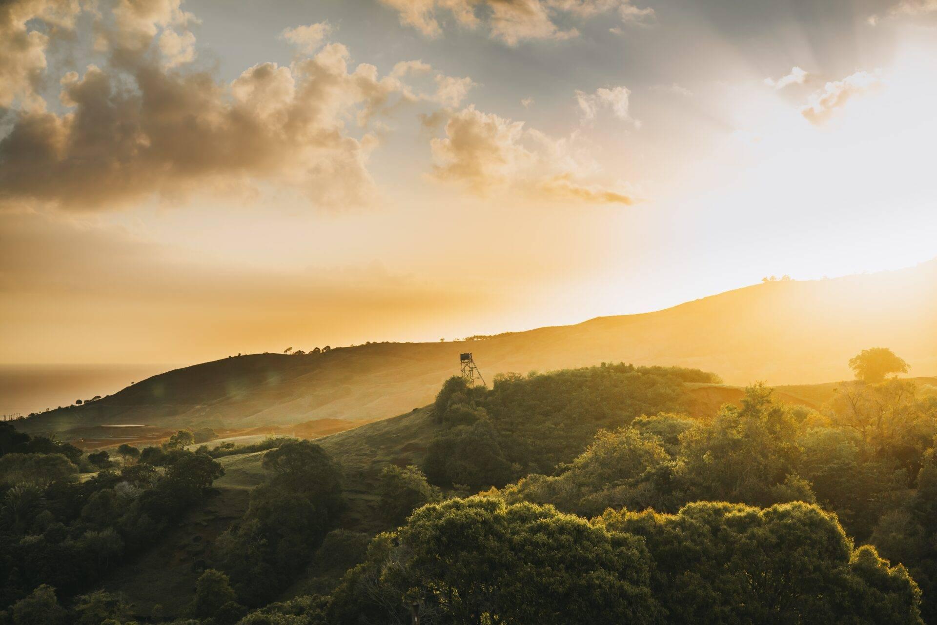 Hügeliges Landschaftspanorama mit dichtem Regenwald, Aussichtsturm und goldenem Abendsonnenlicht