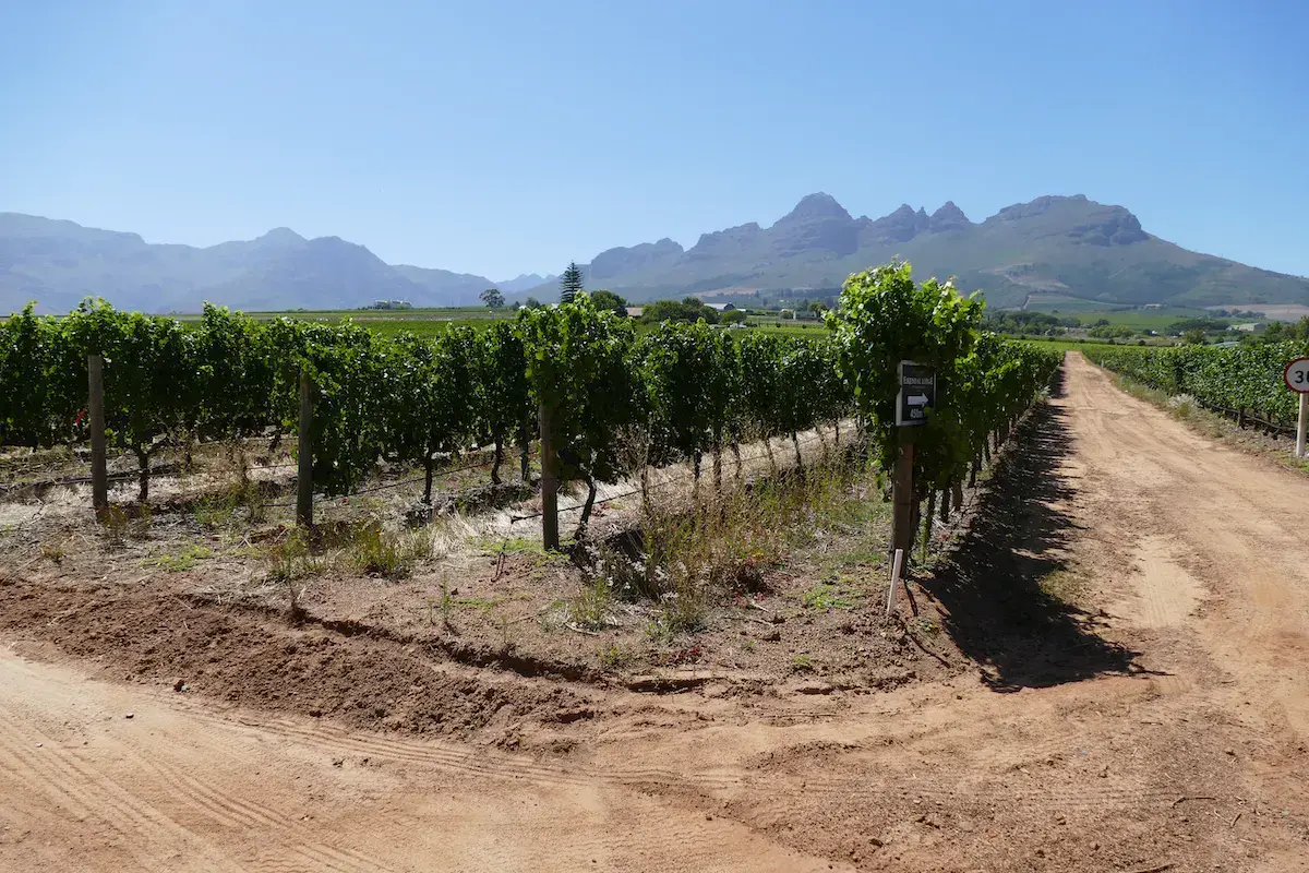 Viñedos en terrazas con montañas majestuosas al fondo bajo un cielo azul despejado