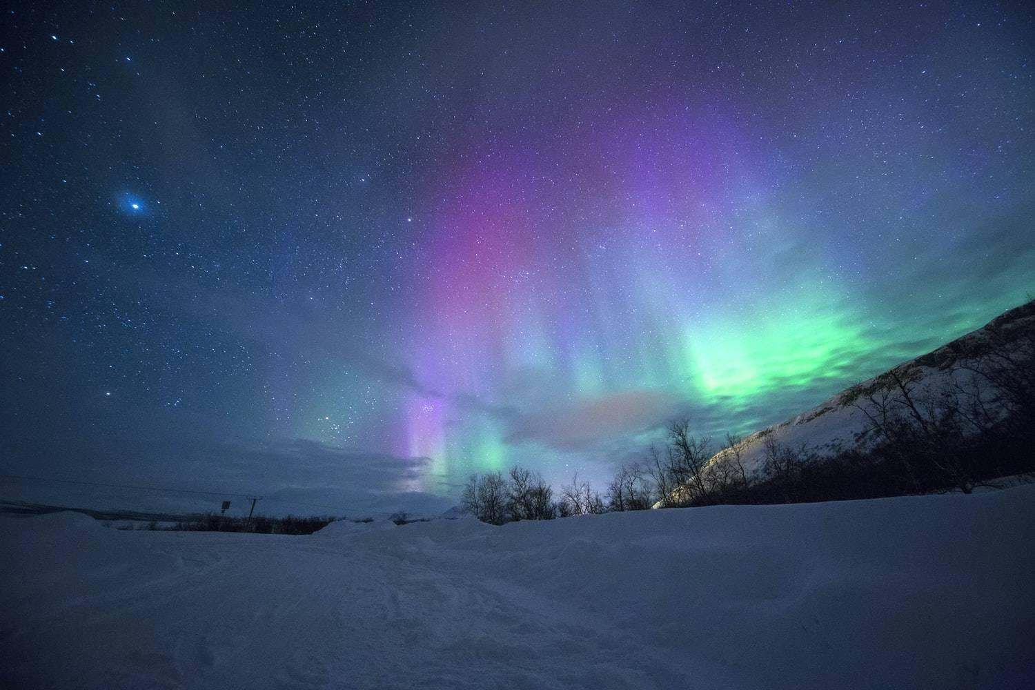 Grüne und violette Nordlichter erhellen eine verschneite arktische Landschaft mit Tannenbäumen