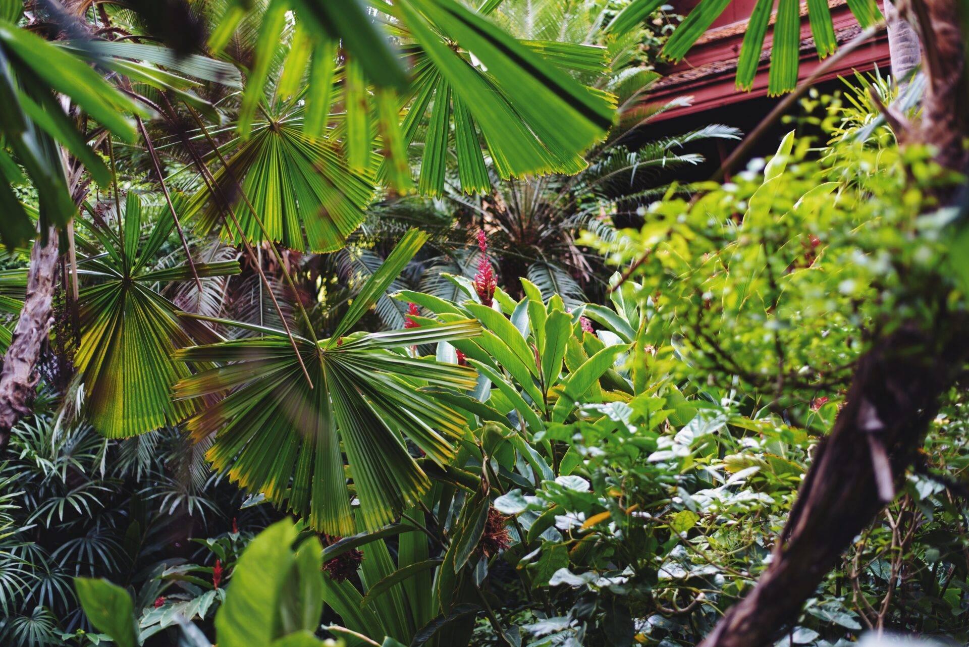 Vegetazione tropicale lussureggiante con palme a ventaglio, fiori rossi e fogliame denso che crea un’atmosfera da giardino esotico