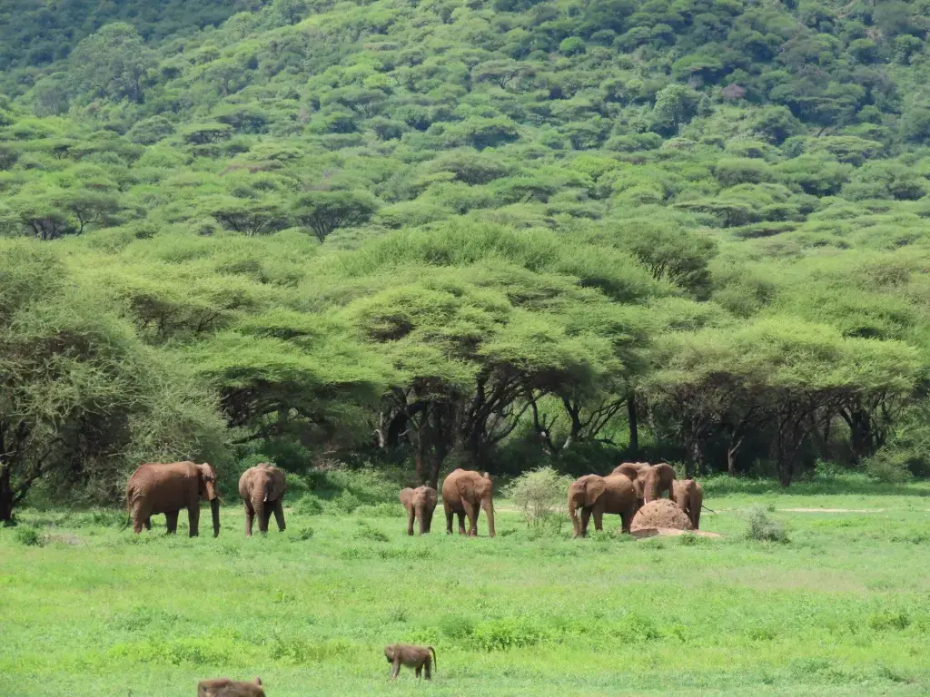 Ngorongoro, Tanzanie