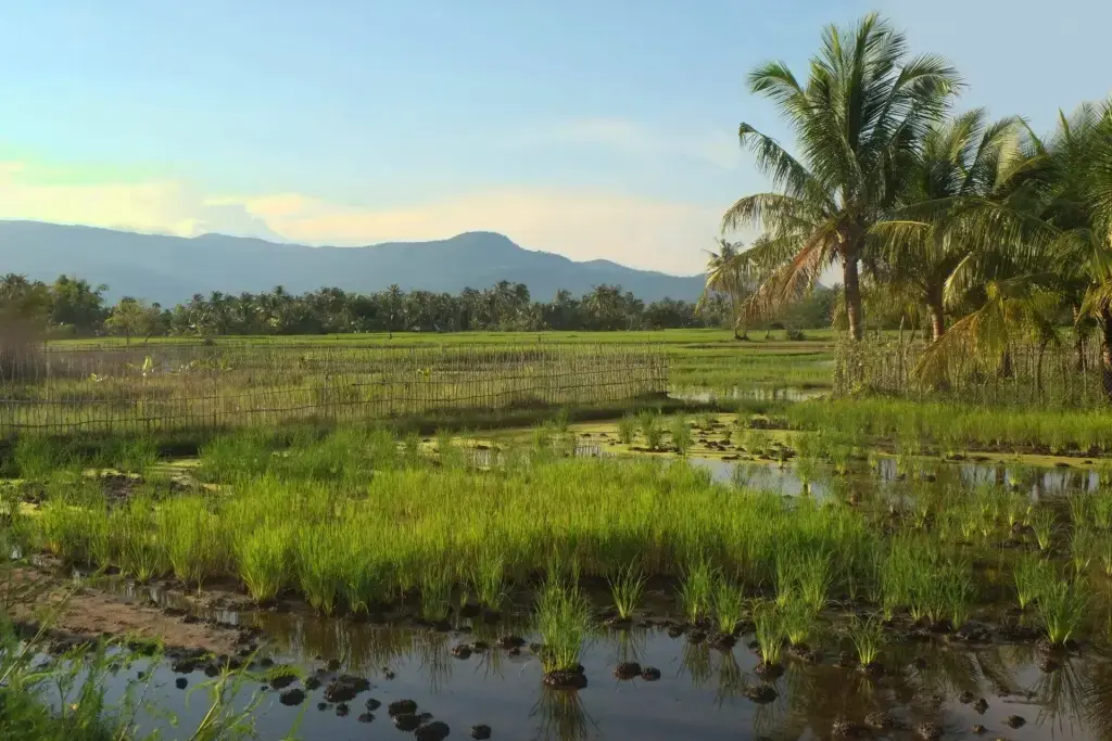 boudewijn-huysmans-WOsL1KNK_xU-unsplash Battambang