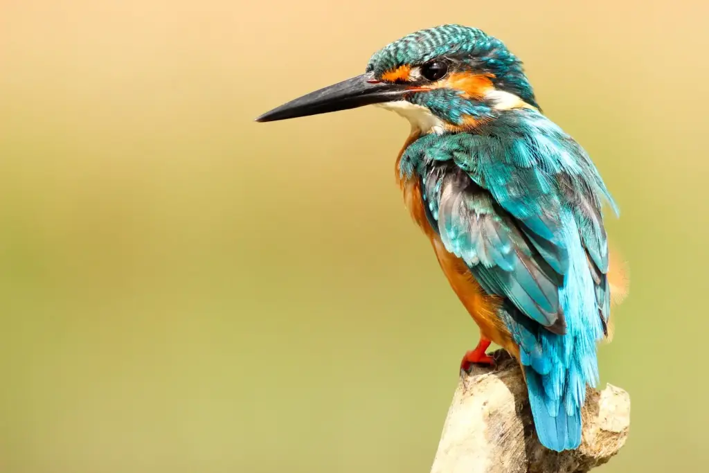 Sénégal Parc national des oiseaux du Djoudj