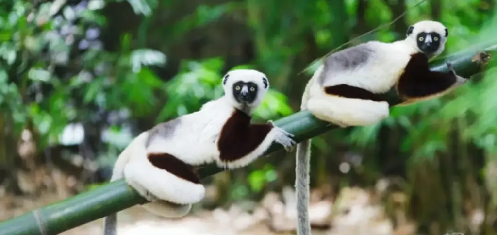 Madagascar Parc National de Zahamena