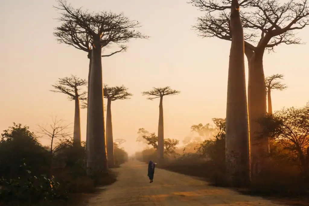 Madagascar Allée des Baobabs
