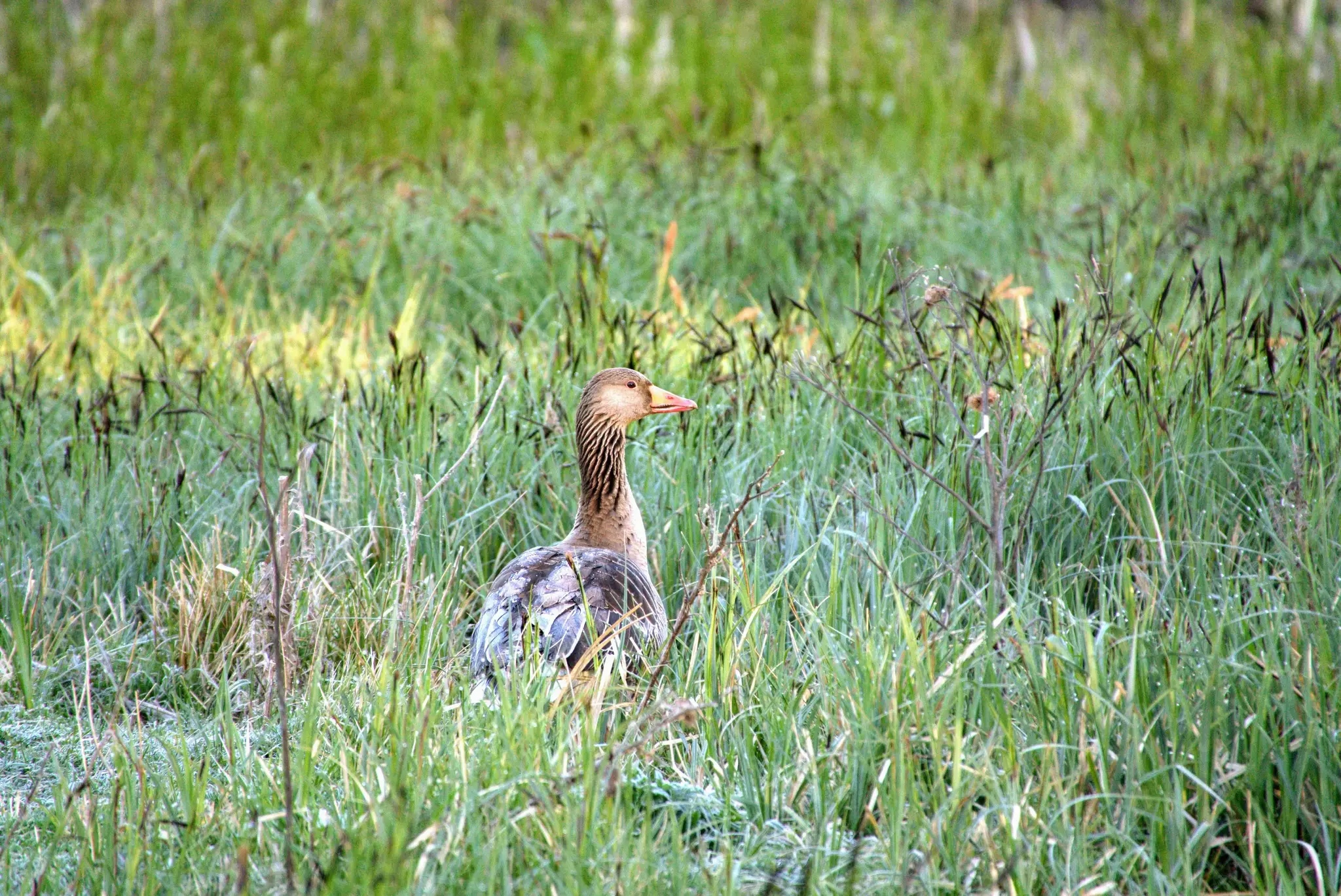 magnus-s-nYQqXKUvM50-unsplash